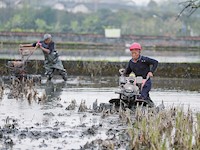 耕田育秧