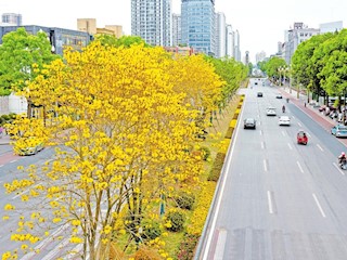 黃花風(fēng)鈴木迎來(lái)盛開(kāi)期